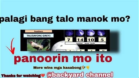 color coding manok panabong